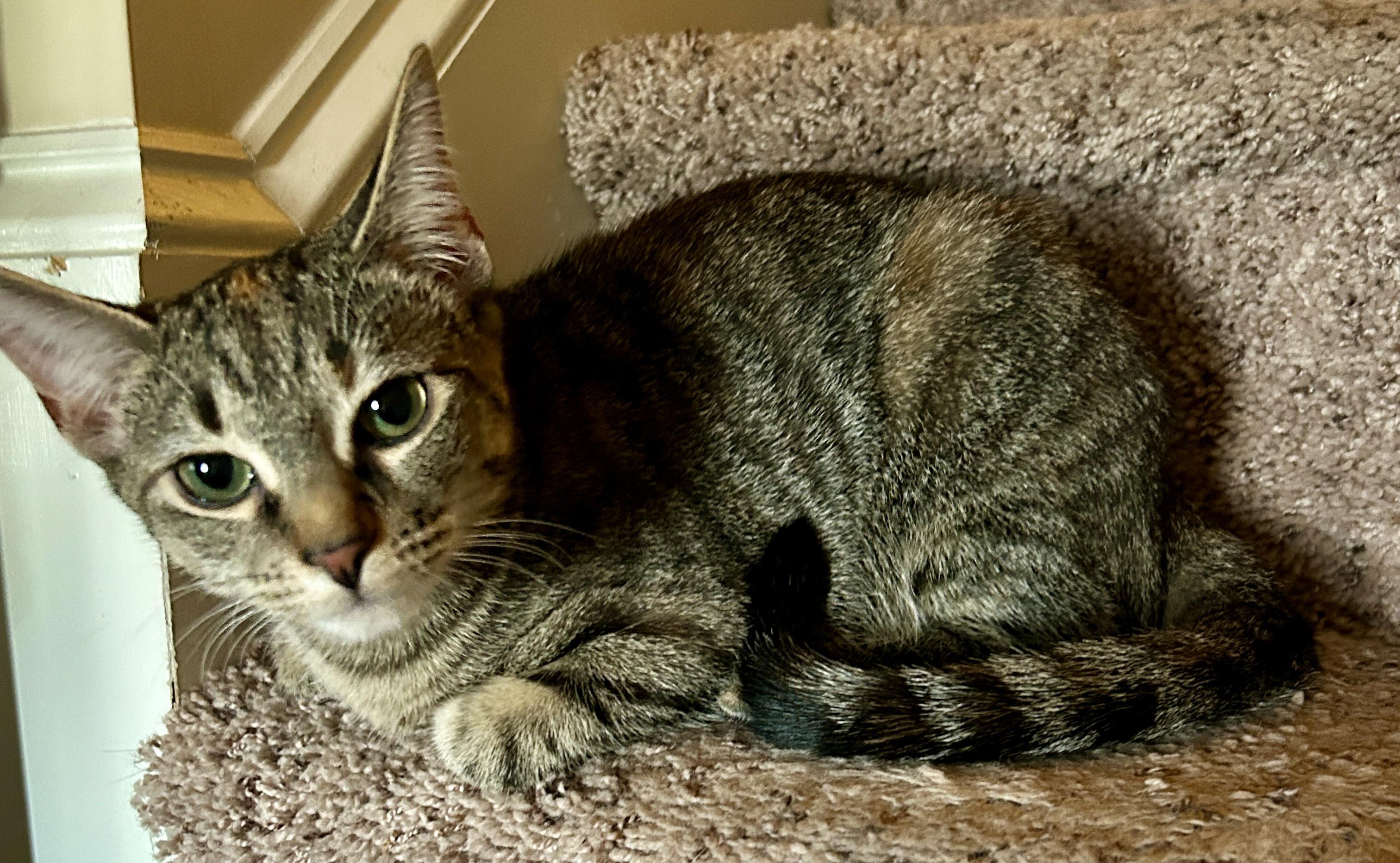 Enlarge Pearl, a Adopted Domestic Short Hair in Fayetteville, NC image 4/7