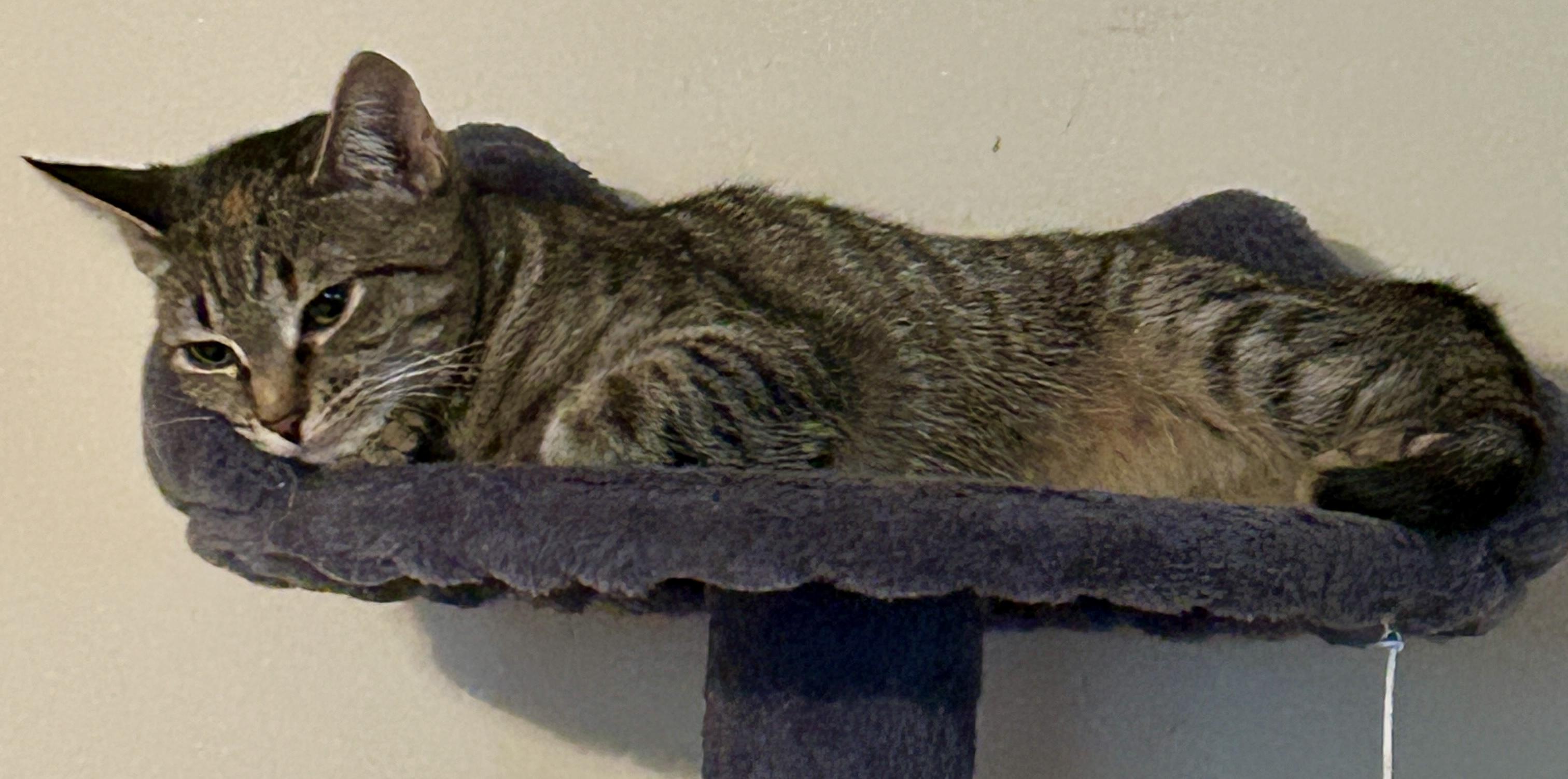 Enlarge Pearl, a Adopted Domestic Short Hair in Fayetteville, NC image 2/7