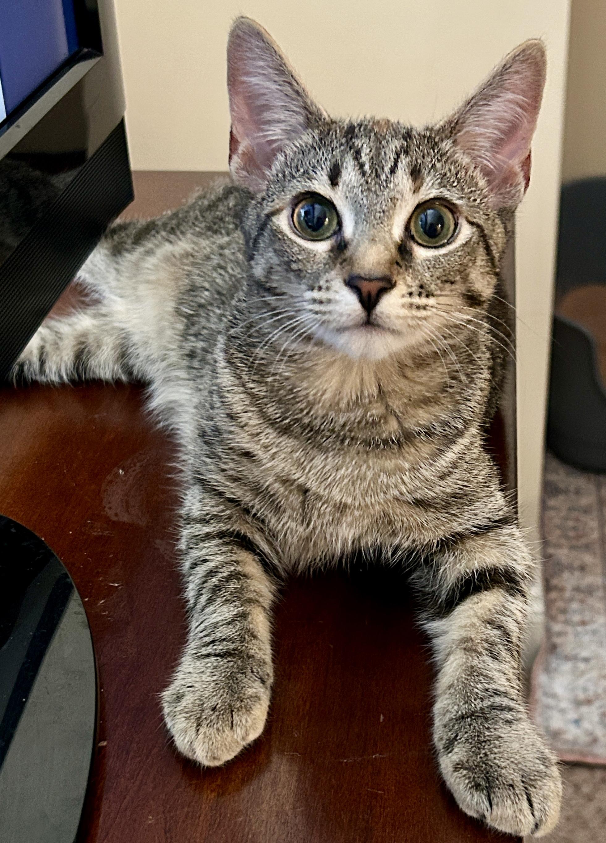 Enlarge Pearl, a Adopted Domestic Short Hair in Fayetteville, NC image 6/7