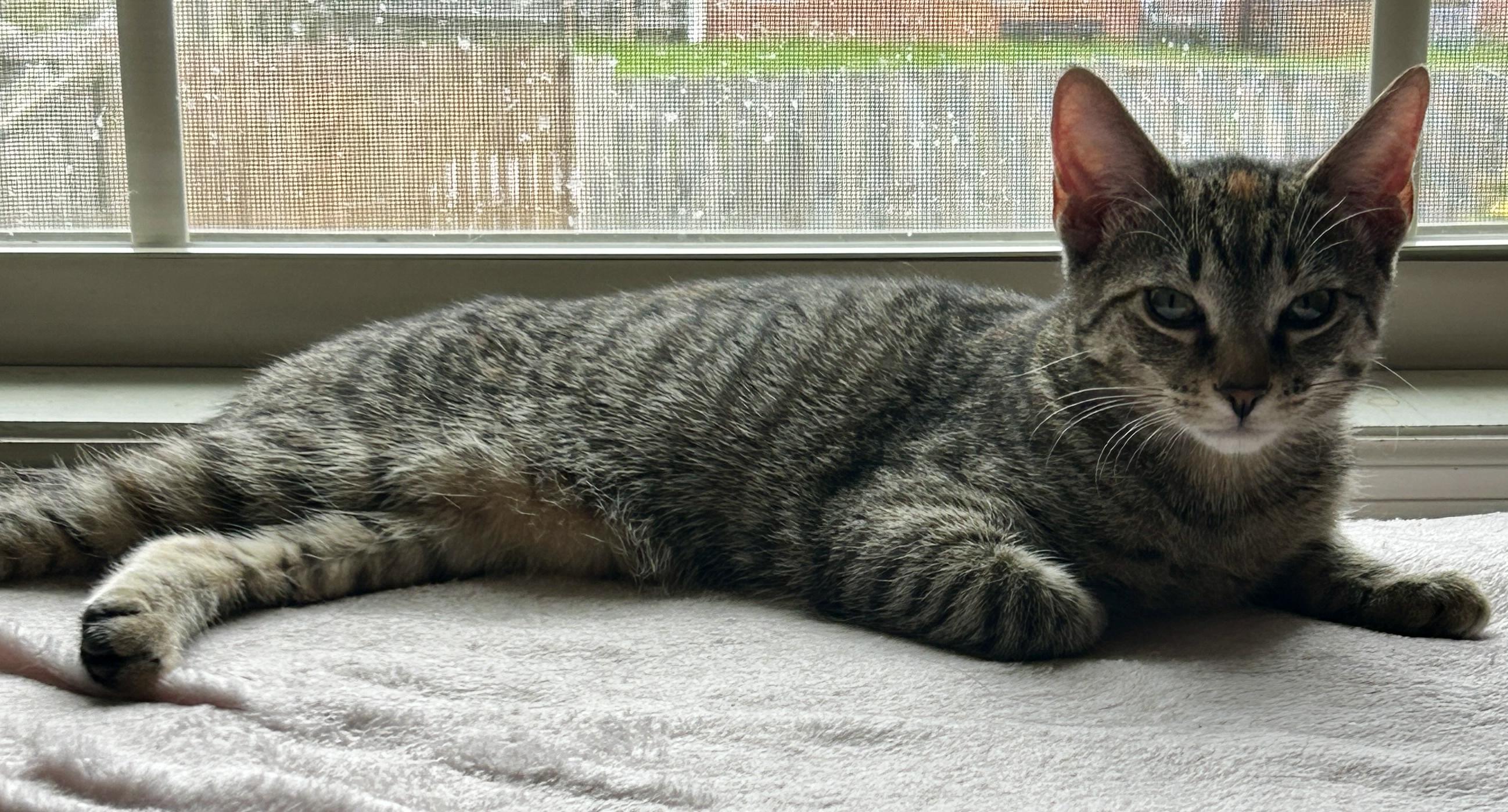 Pearl, Adopted, Young Female Domestic Short Hair.