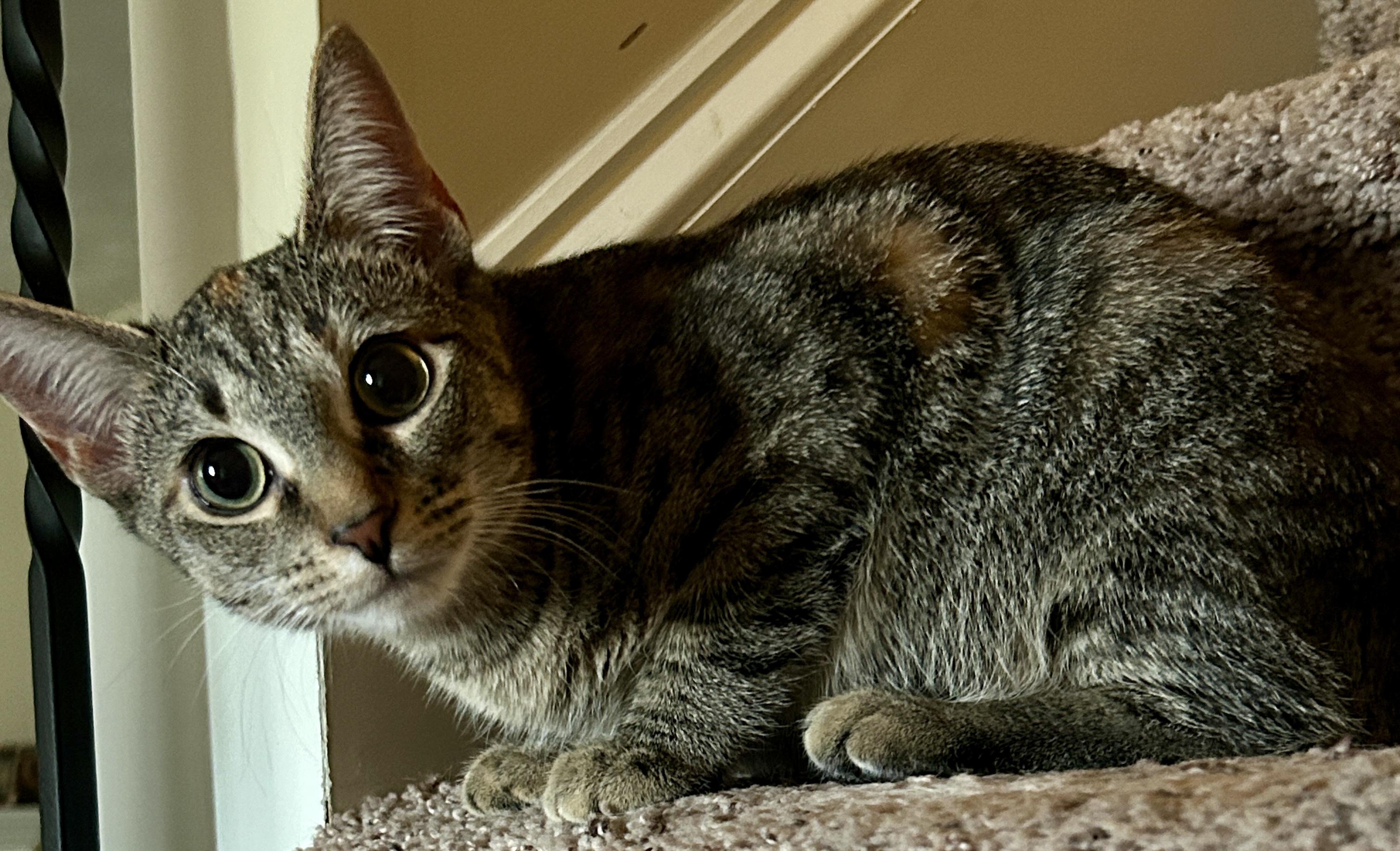 Enlarge Pearl, a Adopted Domestic Short Hair in Fayetteville, NC image 7/7