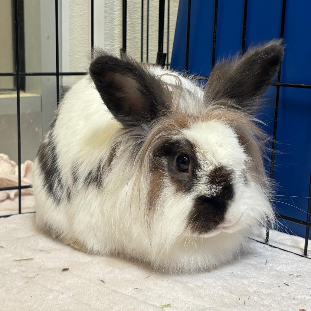 Enlarge Lilly Bun, a Adoptable Lionhead in Murray, UT image 1/4