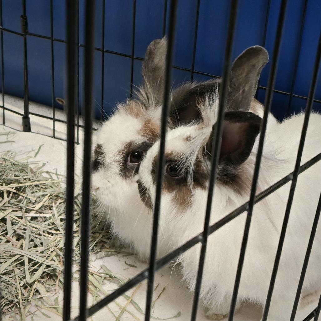 Enlarge Lilly Bun, a Adoptable Lionhead in Murray, UT image 2/4