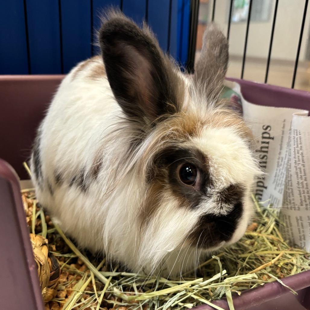 Enlarge Lilly Bun, a Adoptable Lionhead in Murray, UT image 3/4
