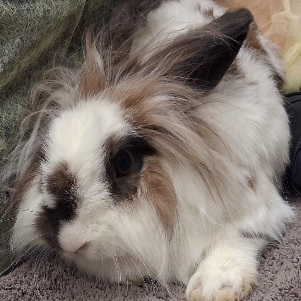 Enlarge Lilly Bun, a Adoptable Lionhead in Murray, UT image 4/4