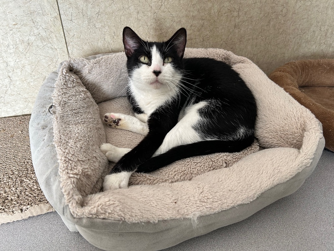 Boutique, an adoptable Domestic Short Hair Mix in La Salle, IL_image-1