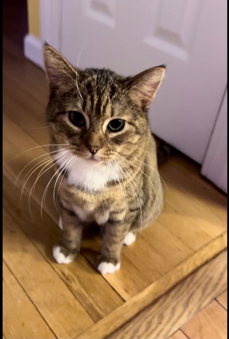 Clementine, Adopted, Young Female Domestic Short Hair.