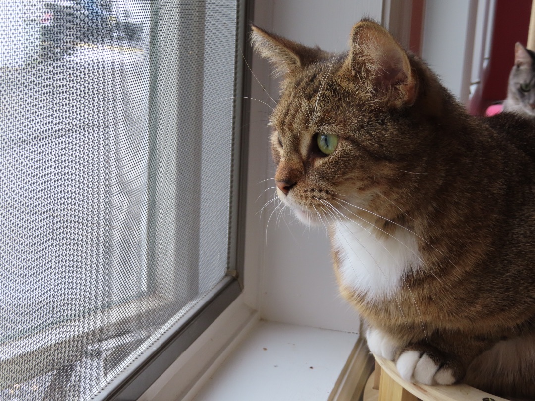 Enlarge Clementine, a Adopted Domestic Short Hair in Totowa, NJ image 2/6