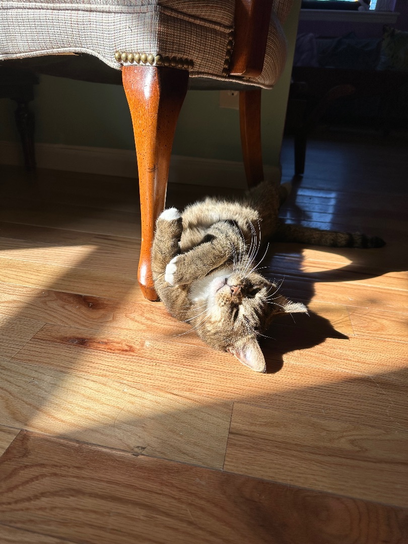 Enlarge Clementine, a Adopted Domestic Short Hair in Totowa, NJ image 3/6