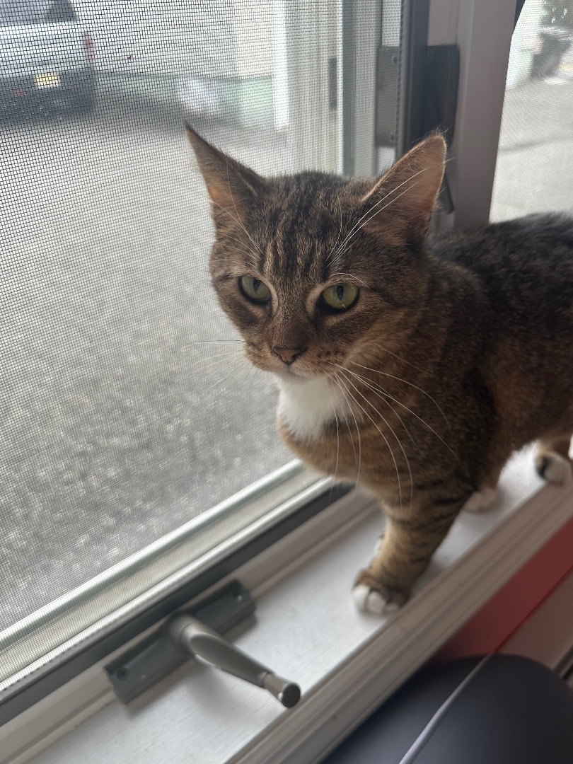 Enlarge Clementine, a Adopted Domestic Short Hair in Totowa, NJ image 4/6