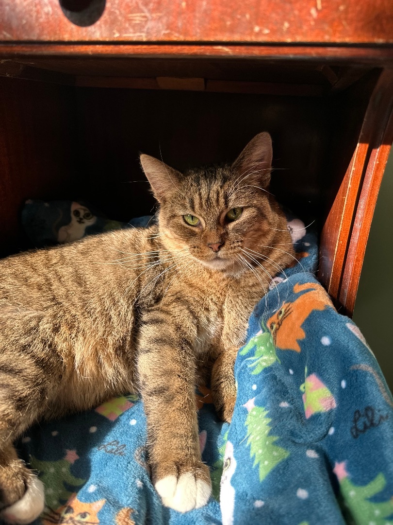 Enlarge Clementine, a Adopted Domestic Short Hair in Totowa, NJ image 5/6