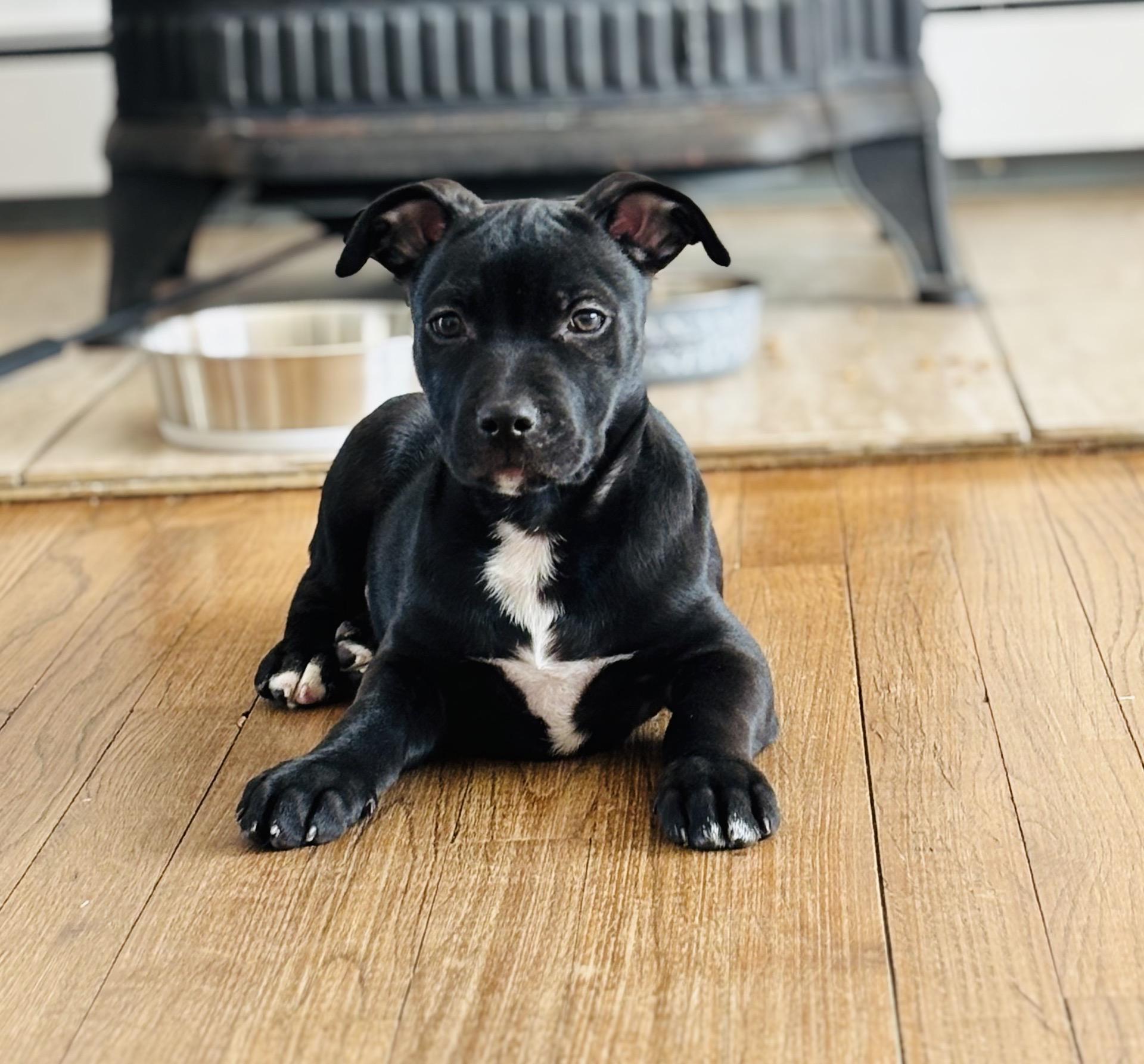 Grasshopper, Adoptable, Puppy Male Shepherd.