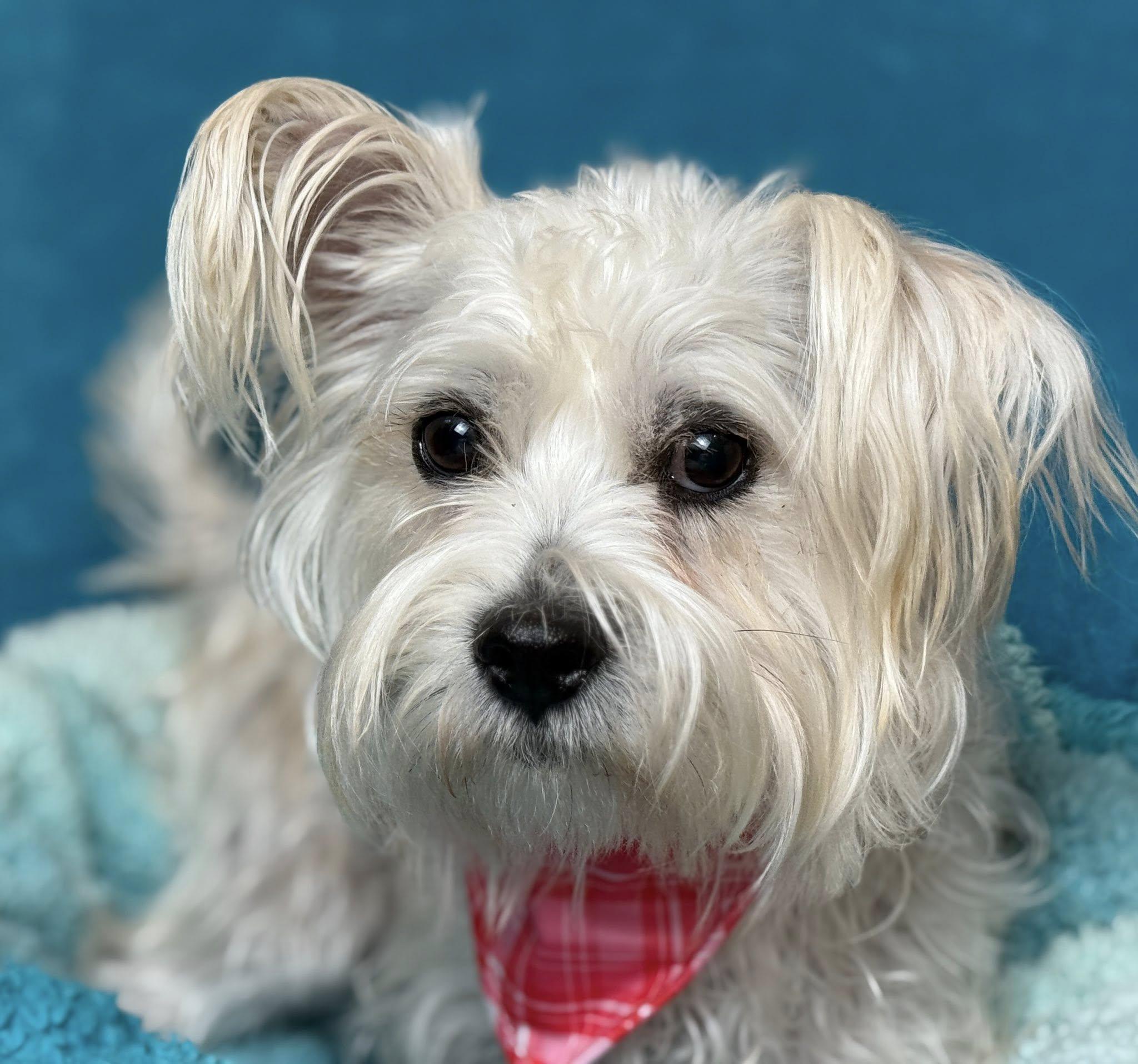 Birdie - happy maltipoo