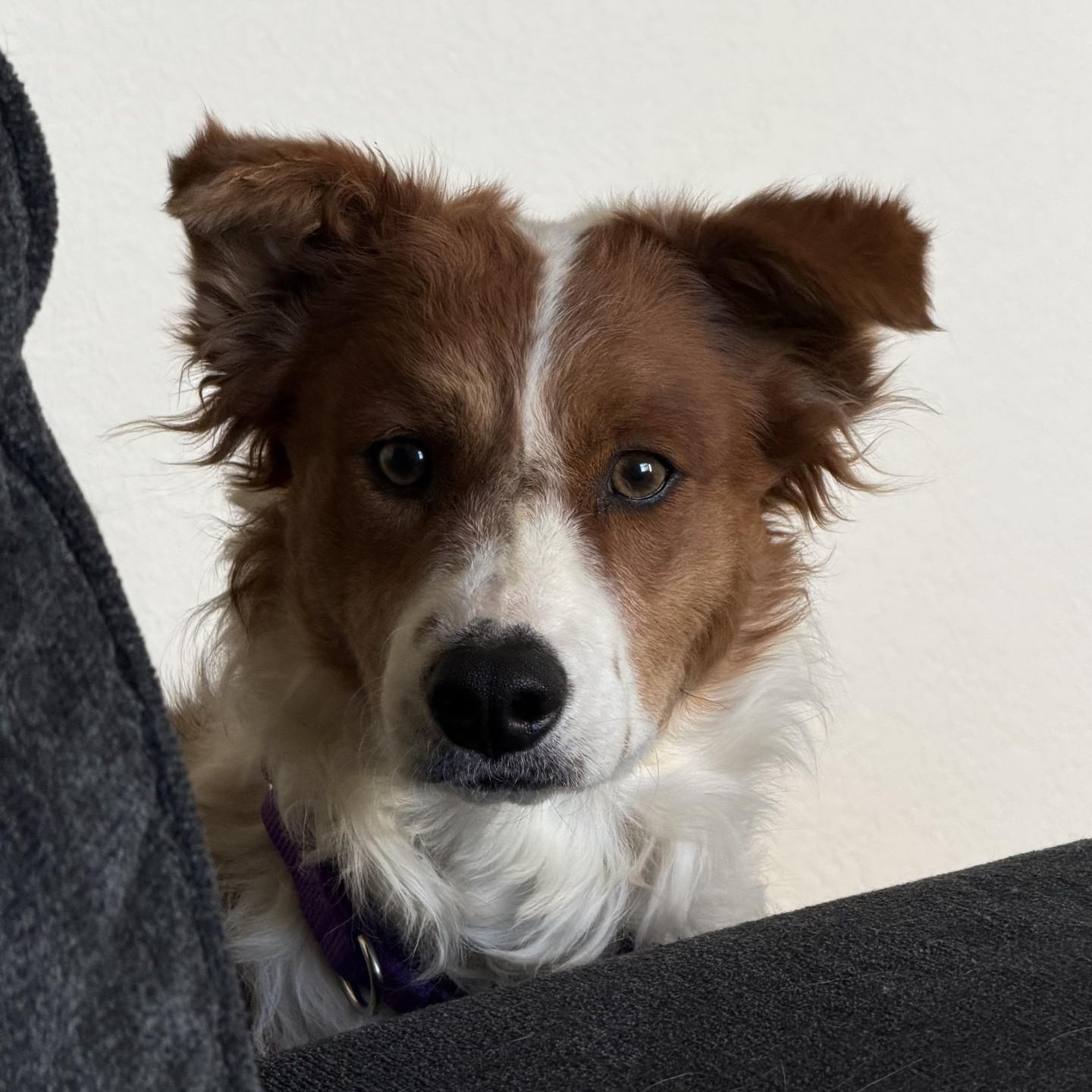 Enlarge LATTE, a ADOPTABLE mixed breed in Loveland, CO image 4/6