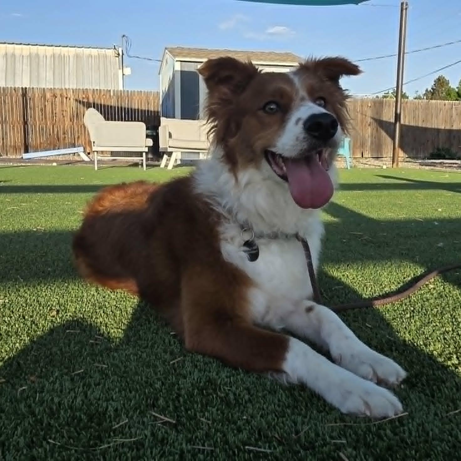 Enlarge LATTE, a ADOPTABLE mixed breed in Loveland, CO image 1/6