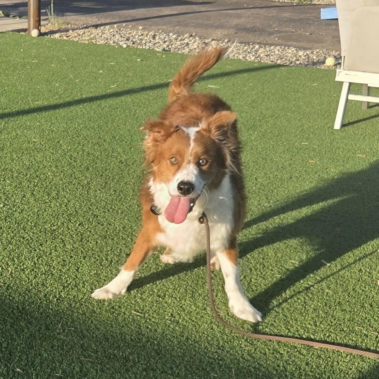 Enlarge LATTE, a ADOPTABLE mixed breed in Loveland, CO image 6/6