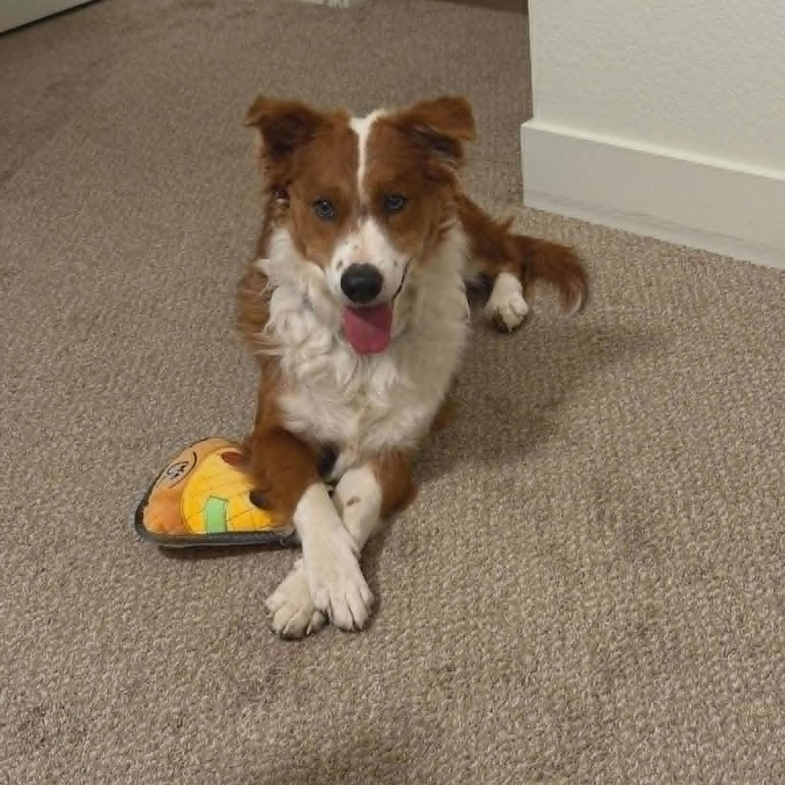 Enlarge LATTE, a ADOPTABLE mixed breed in Loveland, CO image 3/6