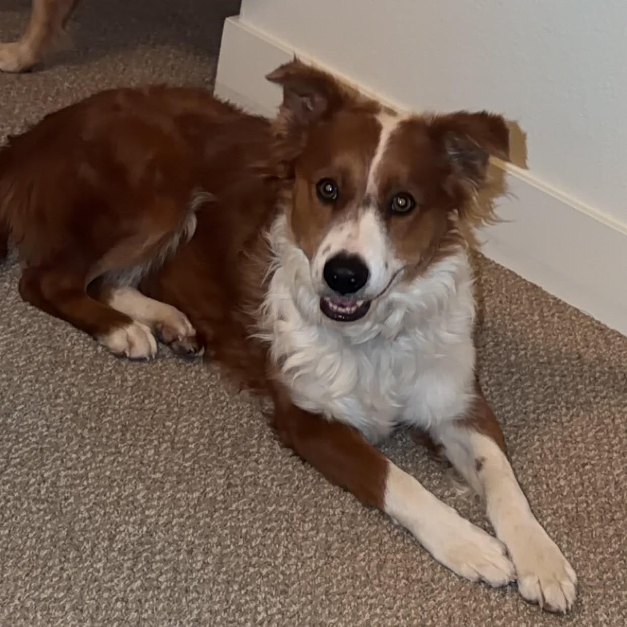 Enlarge LATTE, a ADOPTABLE mixed breed in Loveland, CO image 2/6