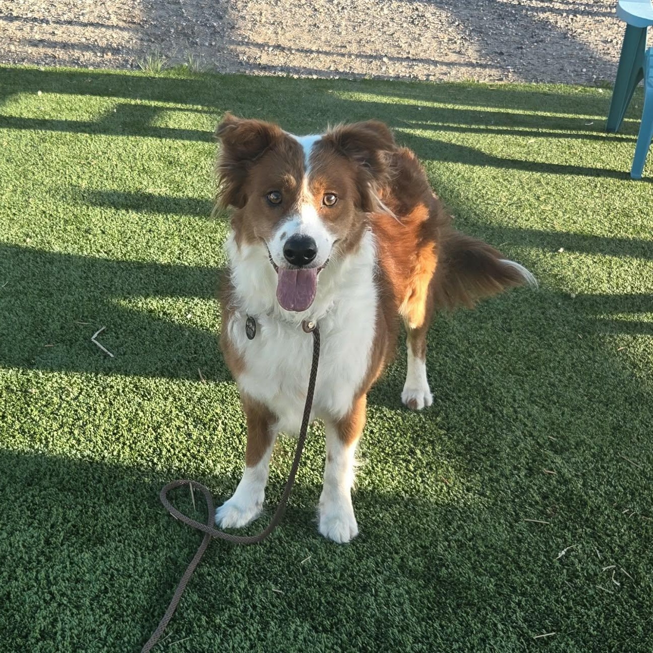 Enlarge LATTE, a ADOPTABLE mixed breed in Loveland, CO image 5/6
