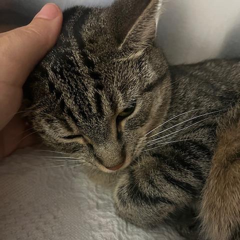 Banana Boat, Adoptable, Young Female Domestic Short Hair.