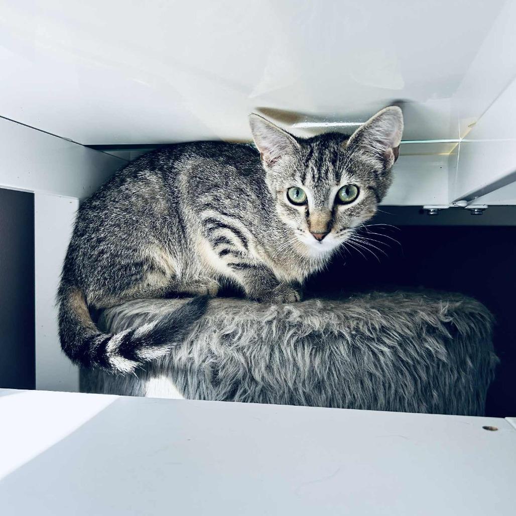 Enlarge Banana Boat, a Adoptable Domestic Short Hair in Charlottesville, VA image 2/6