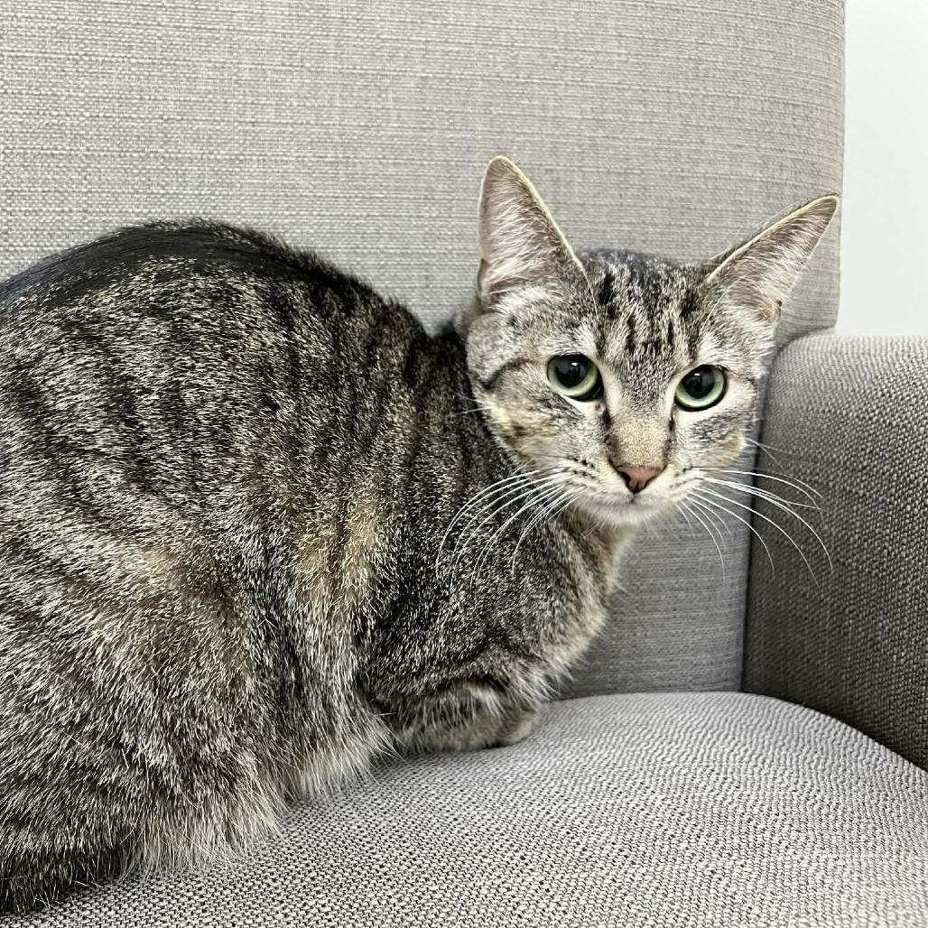 Enlarge Banana Boat, a Adoptable Domestic Short Hair in Charlottesville, VA image 3/6