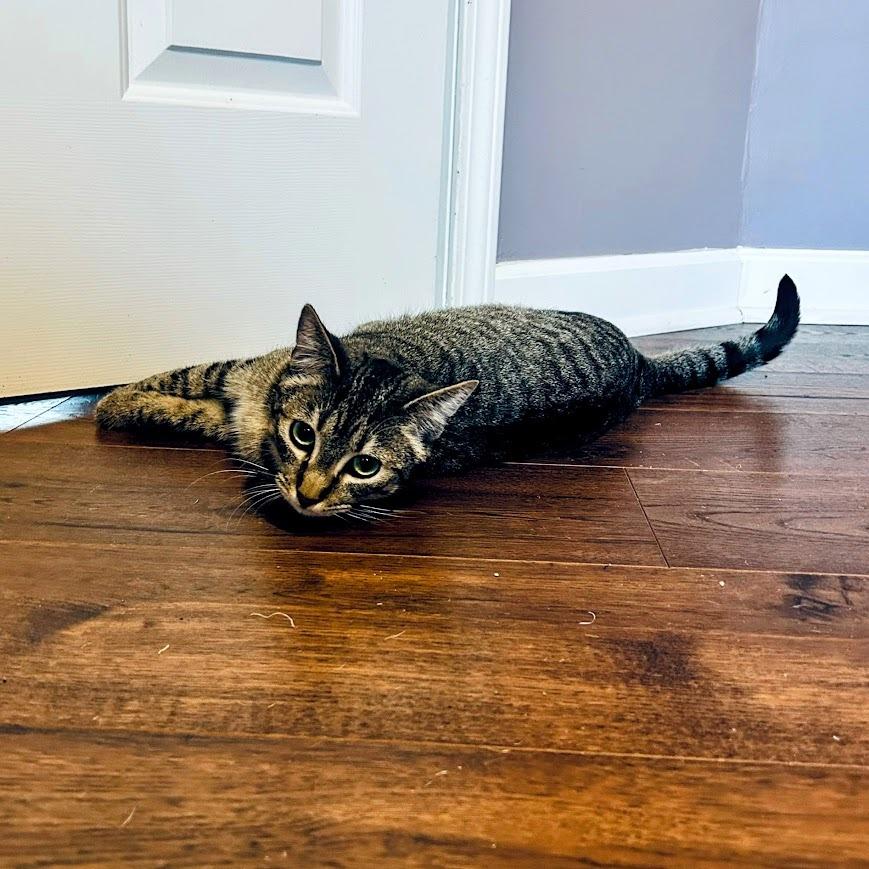 Enlarge Banana Boat, a Adoptable Domestic Short Hair in Charlottesville, VA image 4/6