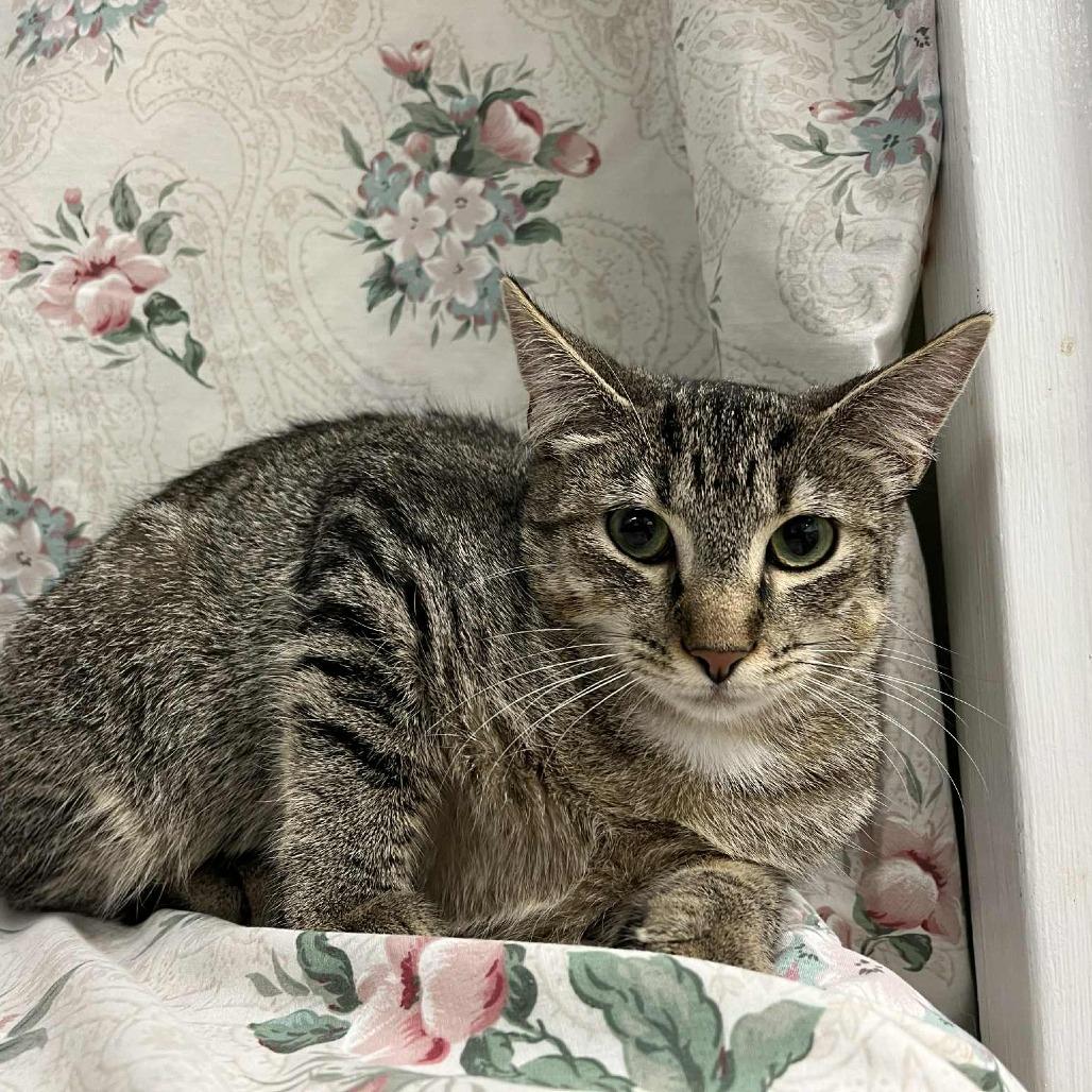 Enlarge Banana Boat, a Adoptable Domestic Short Hair in Charlottesville, VA image 5/6