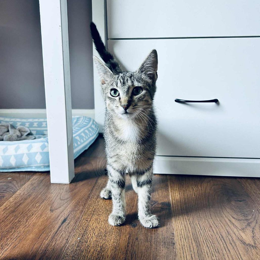 Enlarge Banana Boat, a Adoptable Domestic Short Hair in Charlottesville, VA image 6/6