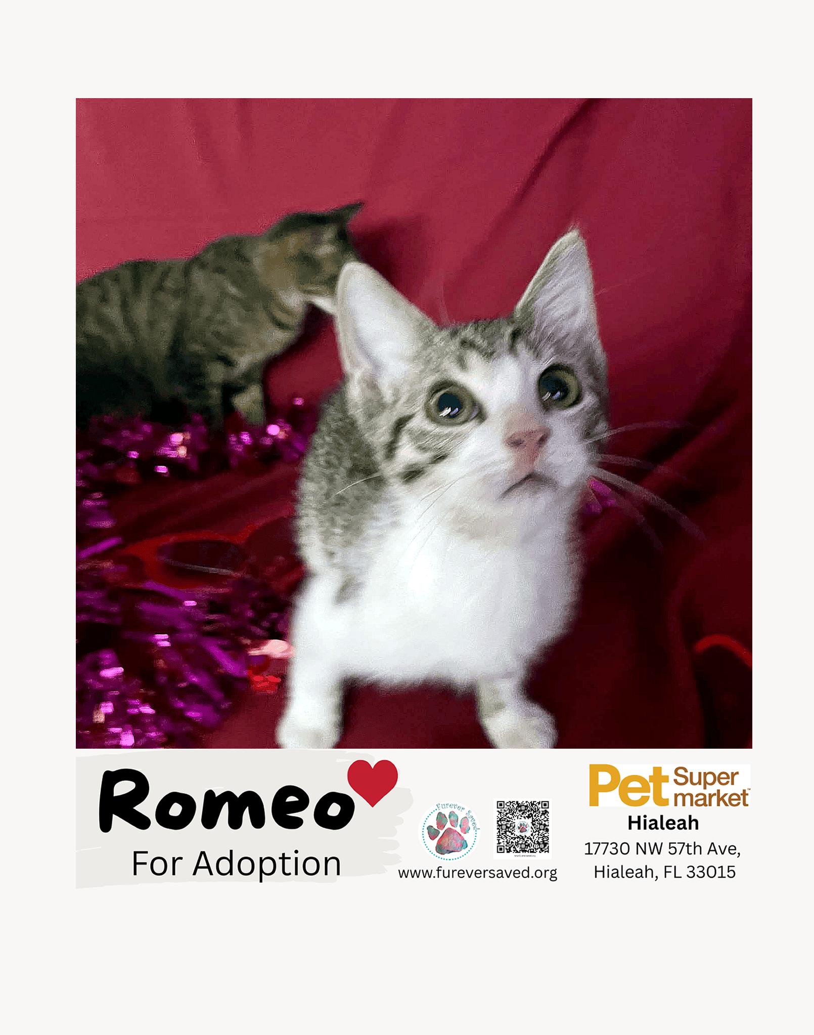 Enlarge Romeo, a ADOPTABLE Domestic Short Hair in Miami, FL image 2/4