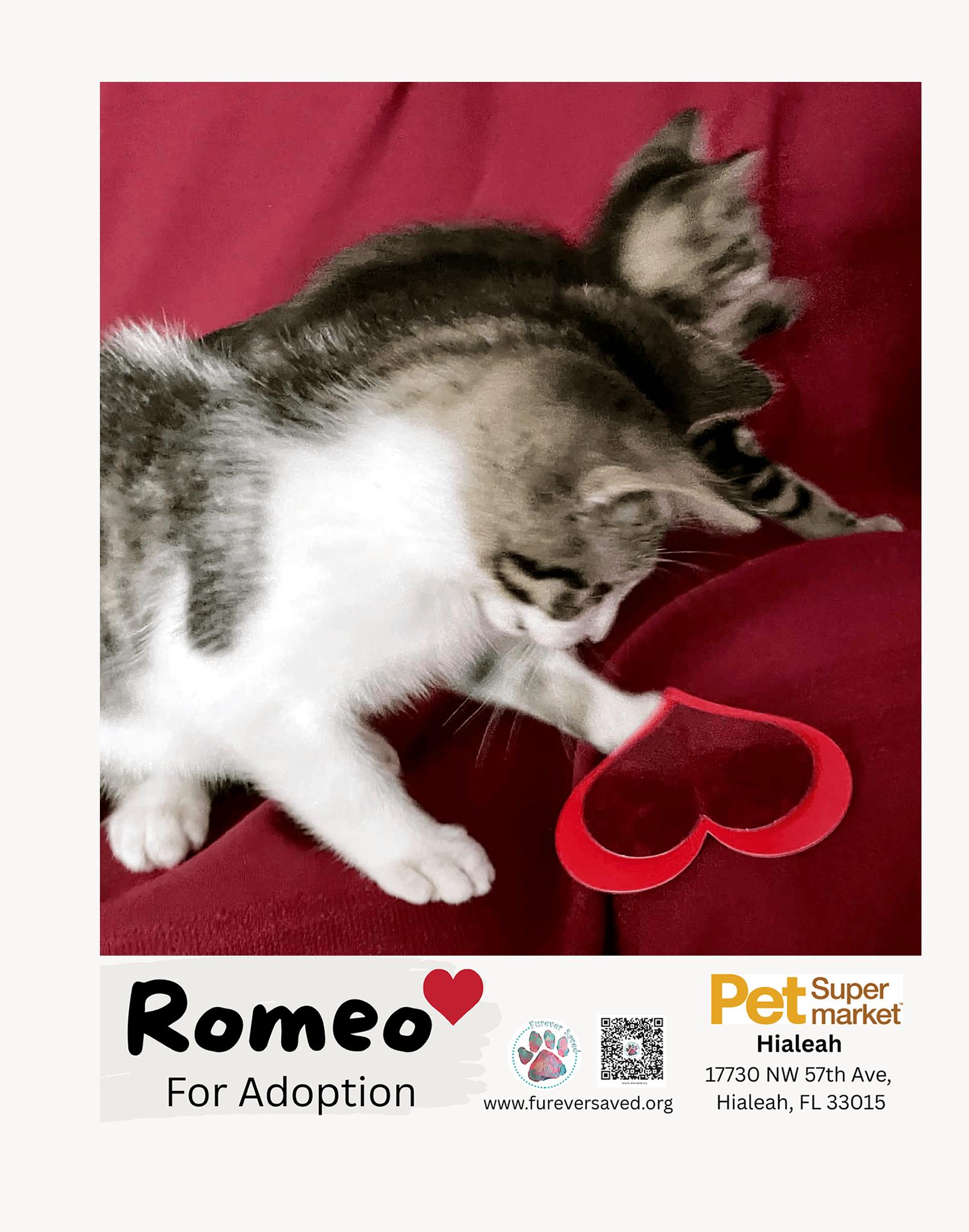 Enlarge Romeo, a ADOPTABLE Domestic Short Hair in Miami, FL image 3/4