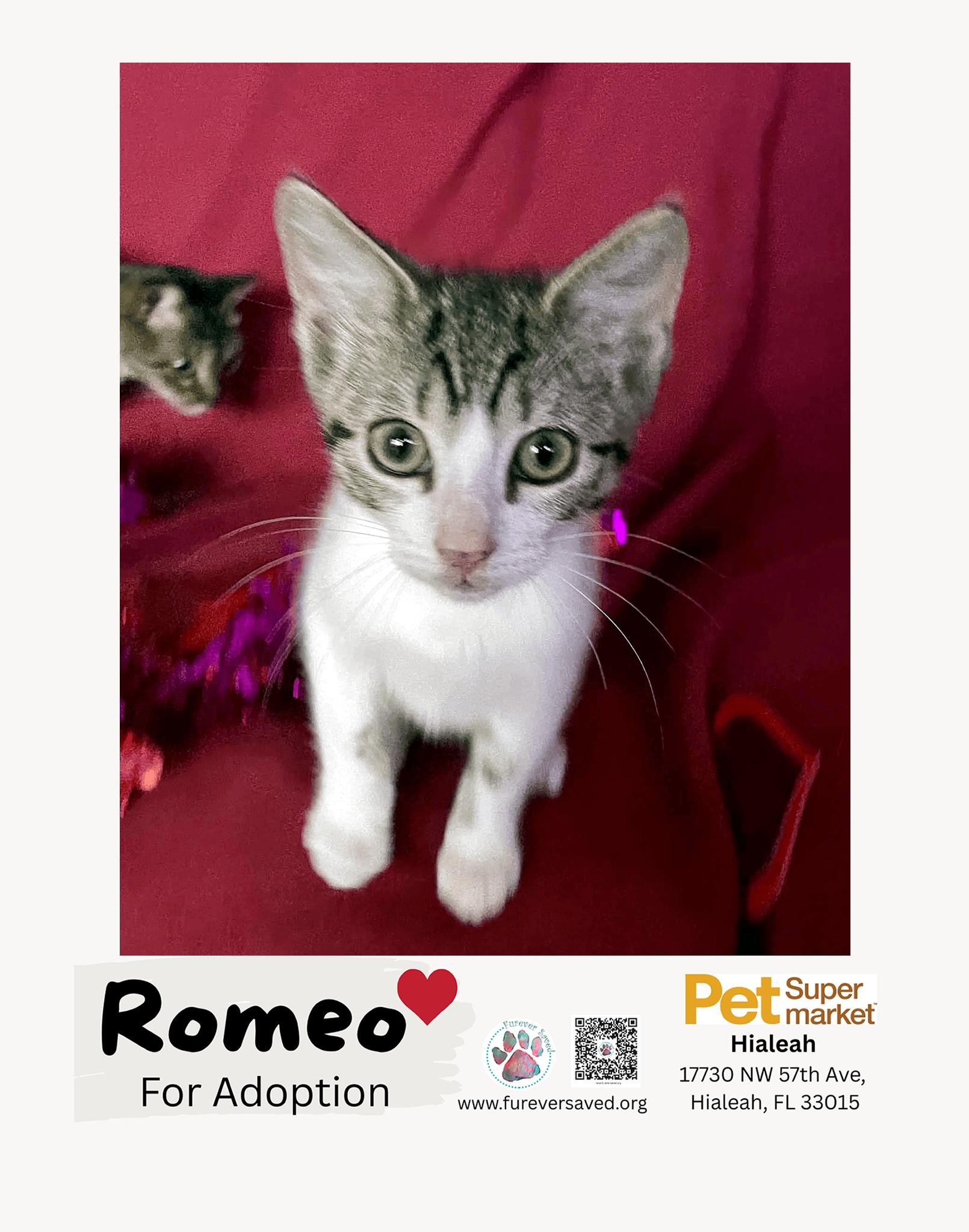 Enlarge Romeo, a ADOPTABLE Domestic Short Hair in Miami, FL image 1/4
