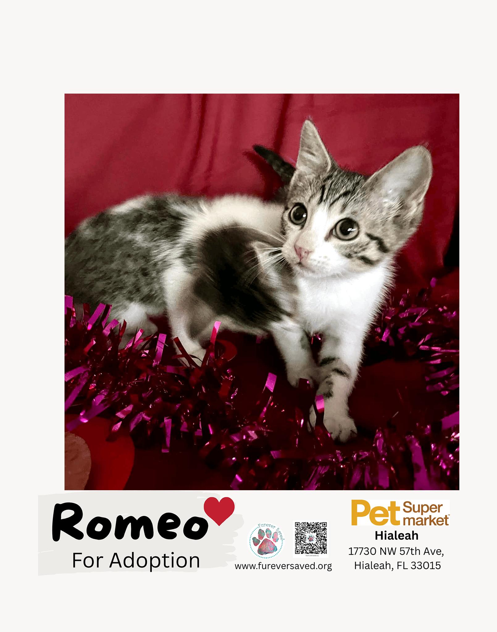 Enlarge Romeo, a ADOPTABLE Domestic Short Hair in Miami, FL image 4/4