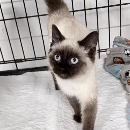 Elf, adopted, Kitten Male Siamese.