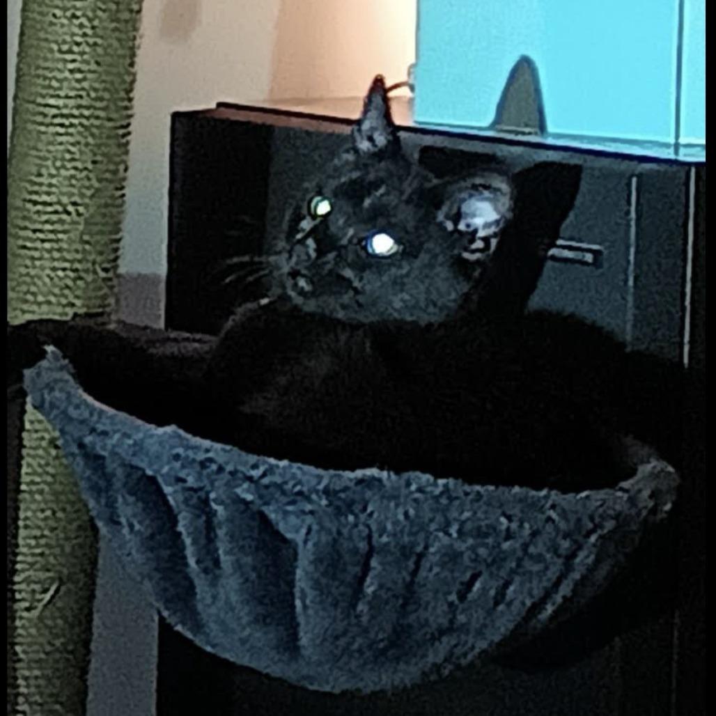 Enlarge Annie, a Adoptable Domestic Short Hair in Knoxville, TN image 1/1