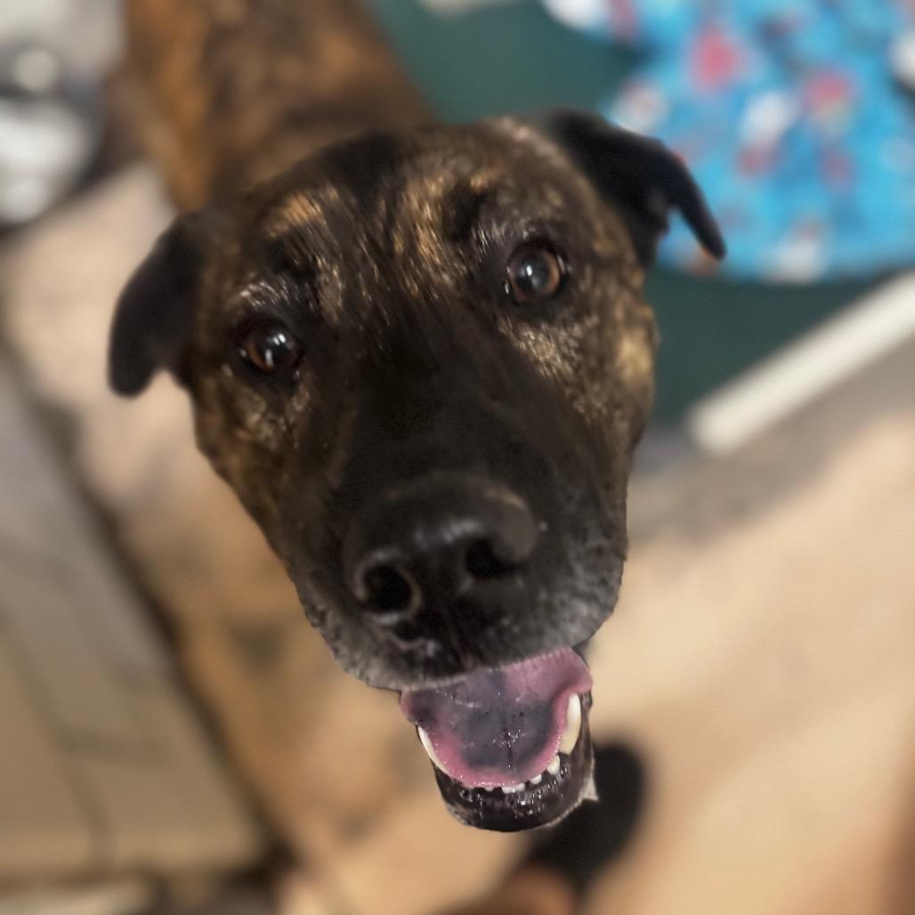 Enlarge Sinatra, a Adoptable Shepherd in Starkville, MS image 1/1