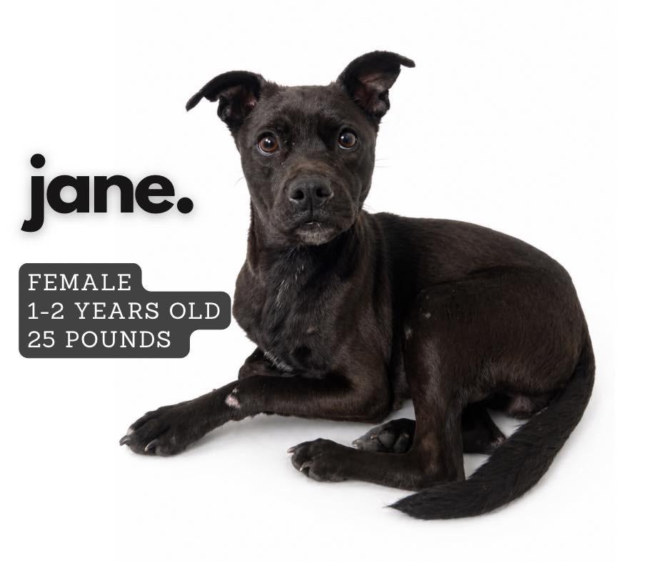 Jane, Adoptable, Young Female Mixed Breed.