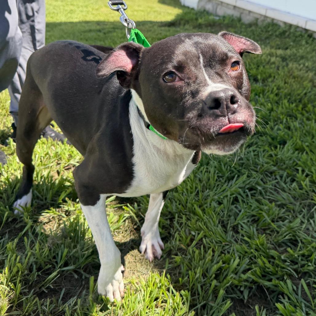 Maverick, a Adoptable mixed breed in Clearwater, FL image 1/6
