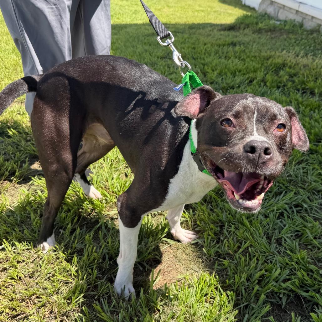 Maverick, a Adoptable mixed breed in Clearwater, FL image 2/6