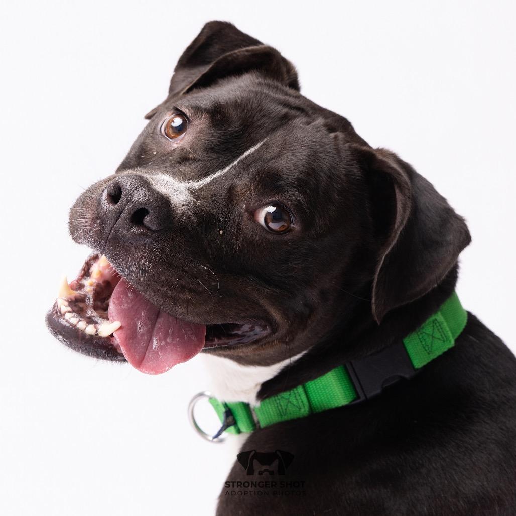 Maverick, a Adoptable mixed breed in Clearwater, FL image 3/6