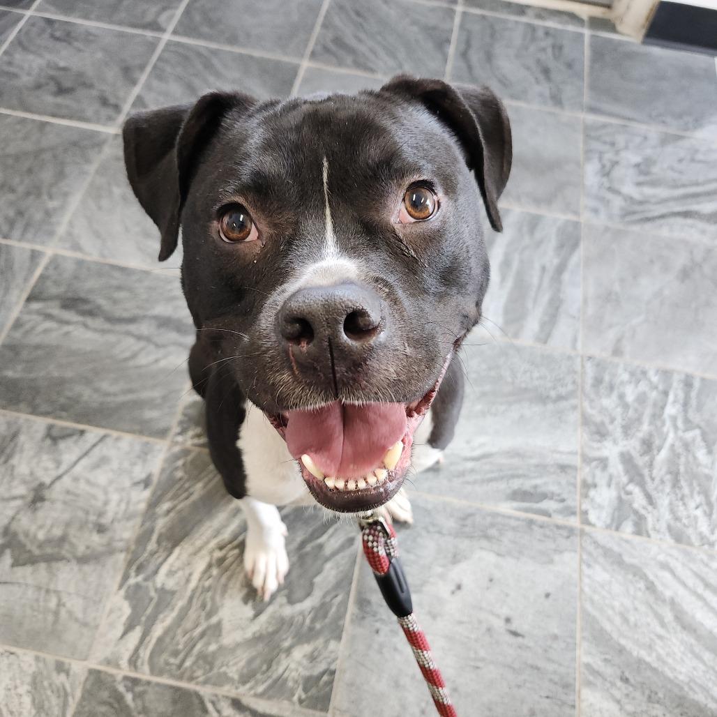 Maverick, Adoptable, Adult Male Terrier & Terrier.