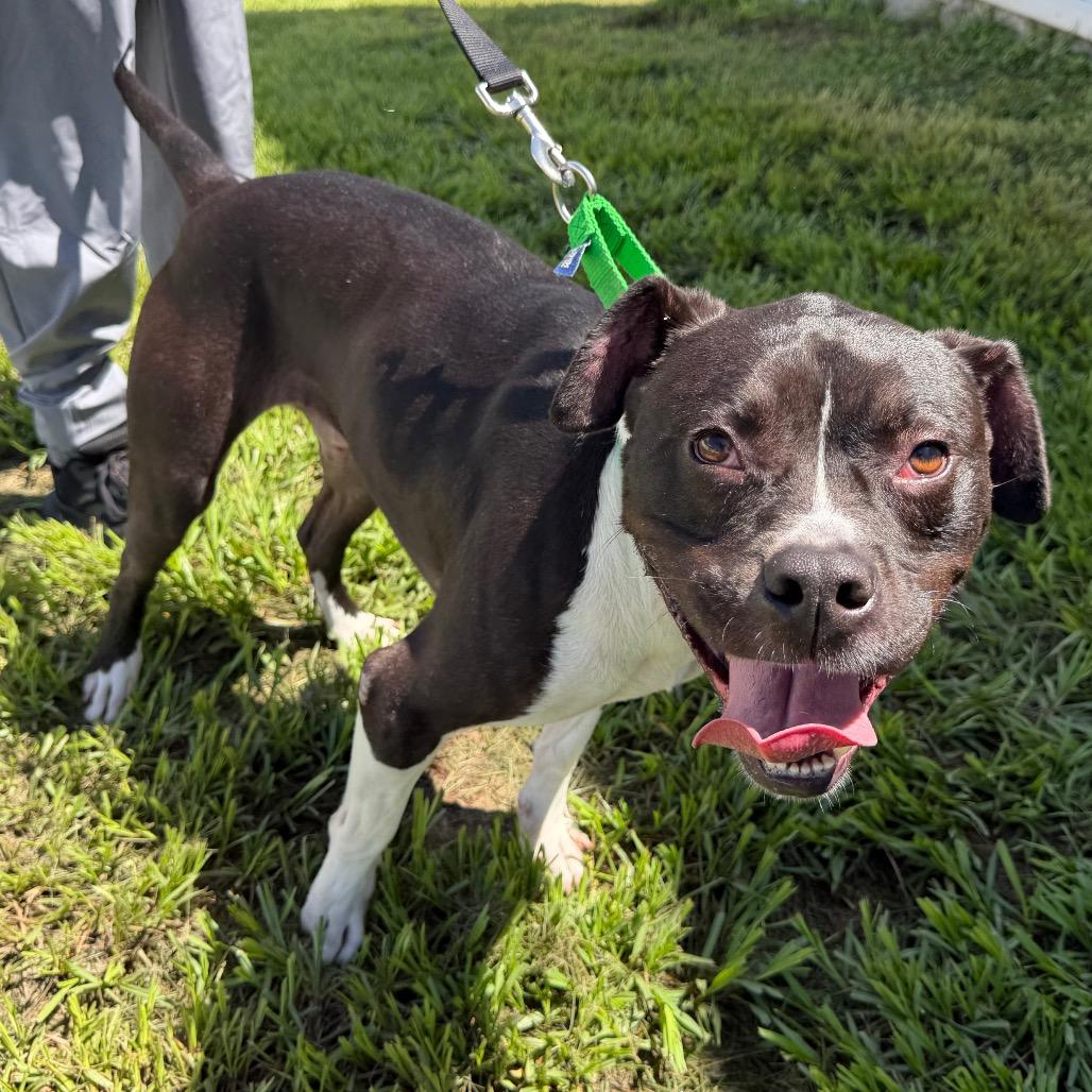 Maverick, a Adoptable mixed breed in Clearwater, FL image 5/6