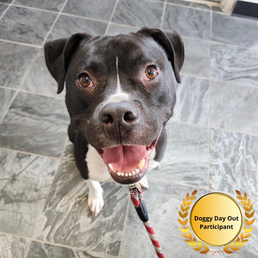 Maverick, a Adoptable mixed breed in Clearwater, FL image 2/2