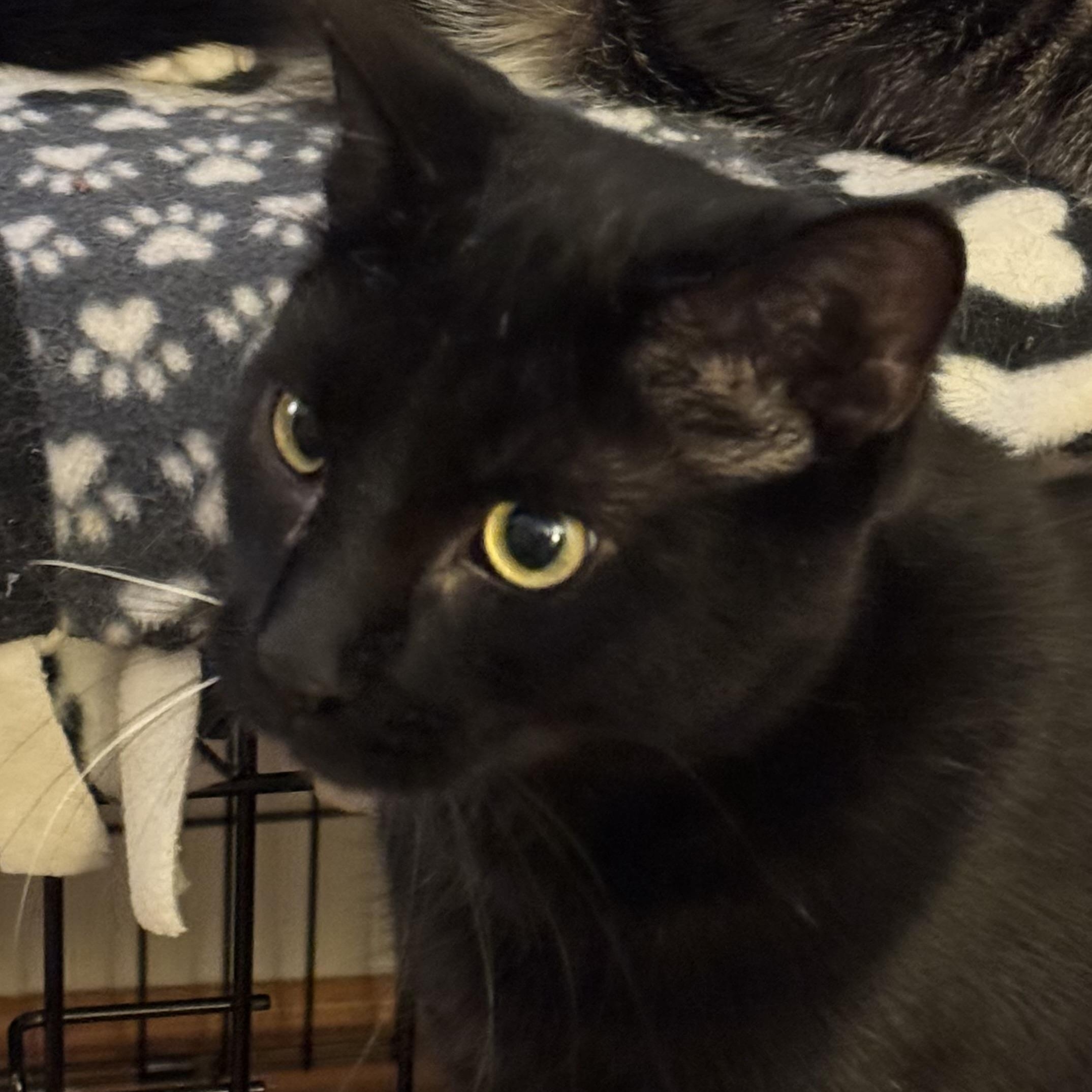 Mike (and Mitch), Adoptable, Young Male Domestic Medium Hair.