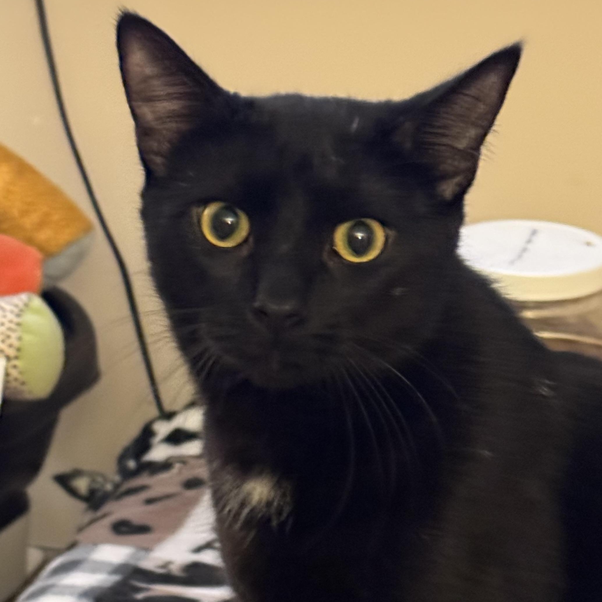 Enlarge Mike (and Mitch), a Adoptable Domestic Medium Hair in Minneapolis, MN image 2/5