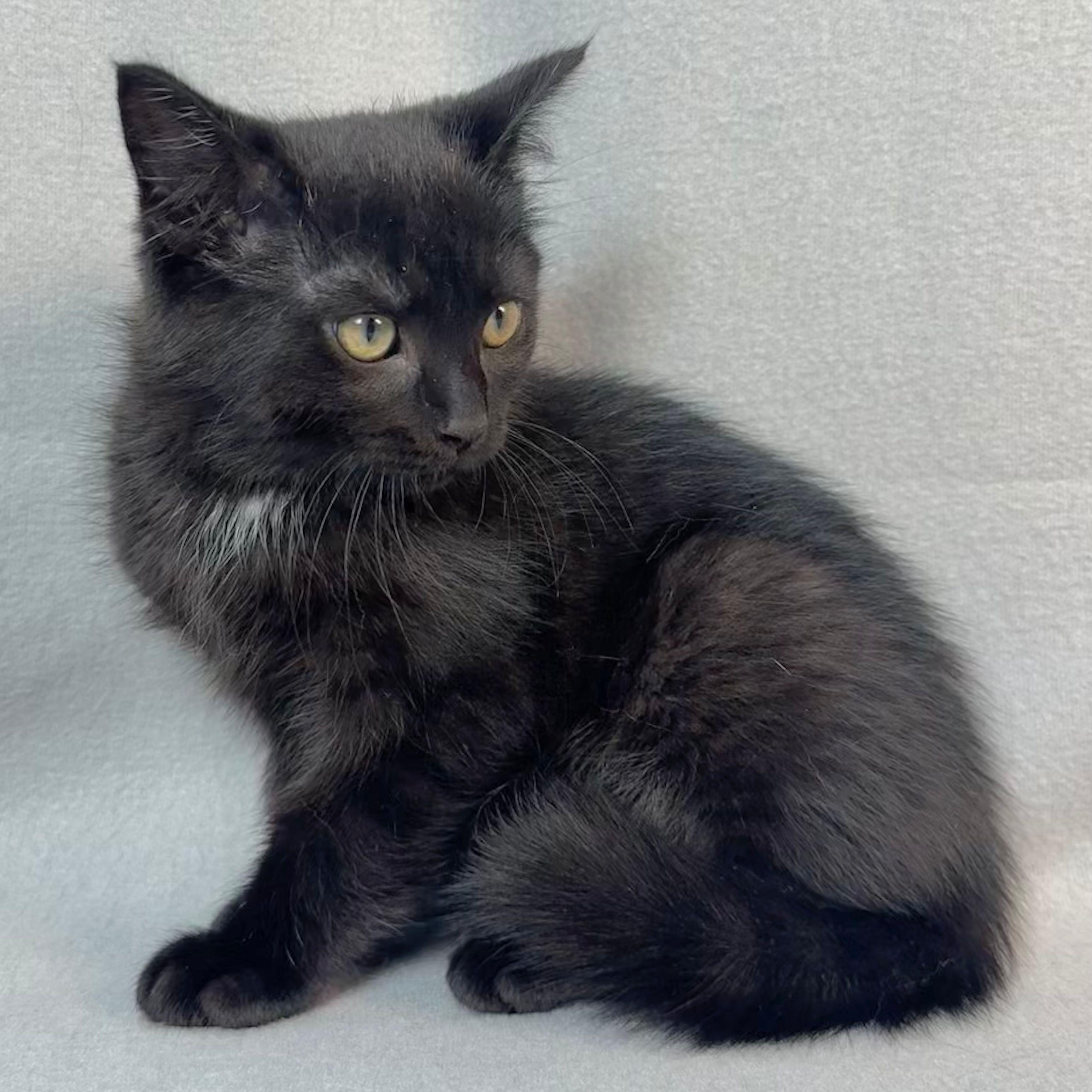 Enlarge Mike (and Mitch), a Adoptable Domestic Medium Hair in Minneapolis, MN image 4/5