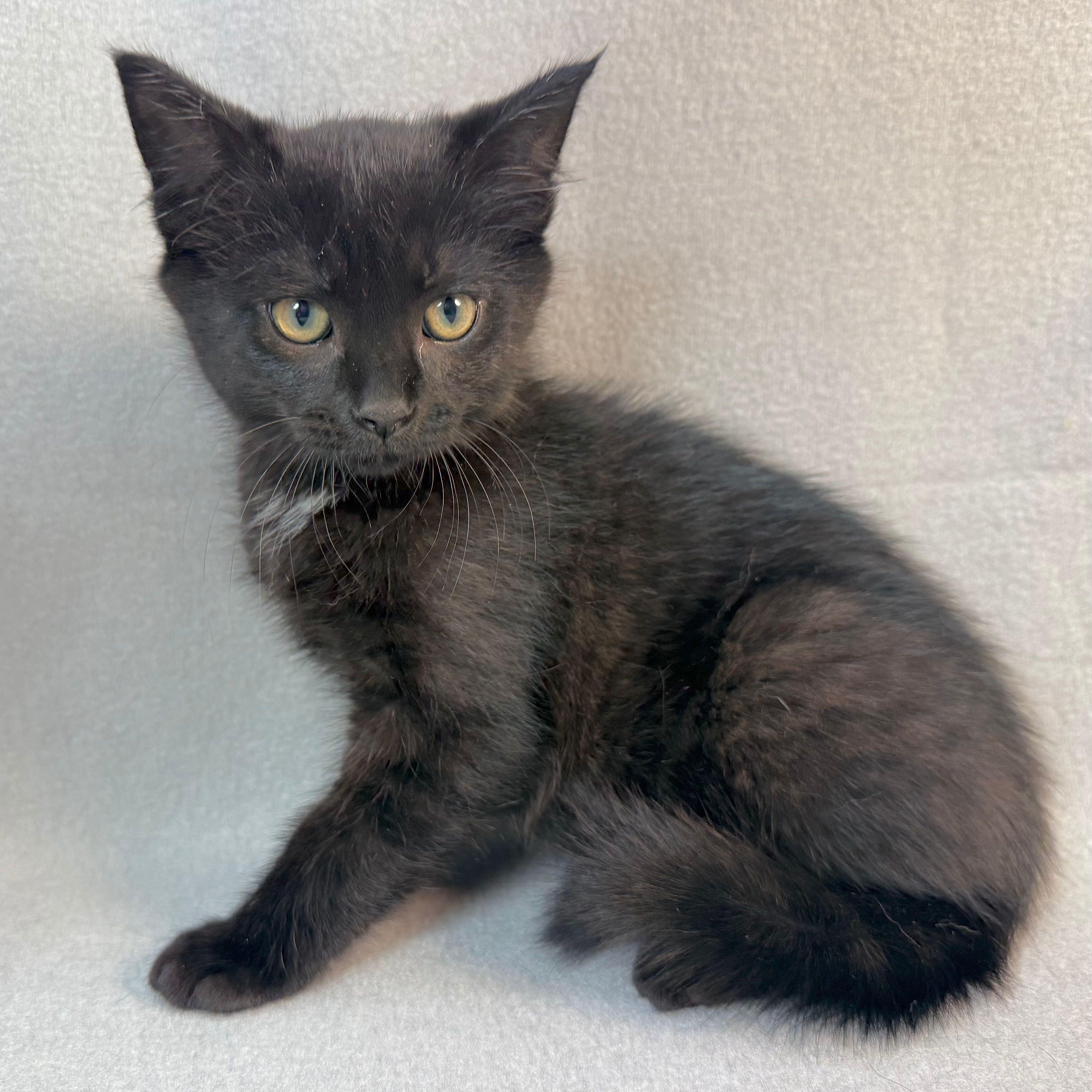 Enlarge Mike (and Mitch), a Adoptable Domestic Medium Hair in Minneapolis, MN image 3/5