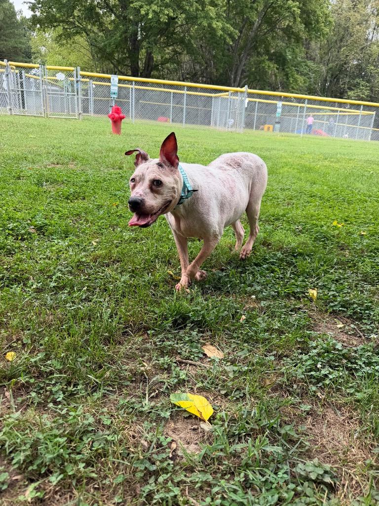 Twinkle, Adoptable, Adult Female Terrier & Mixed Breed.