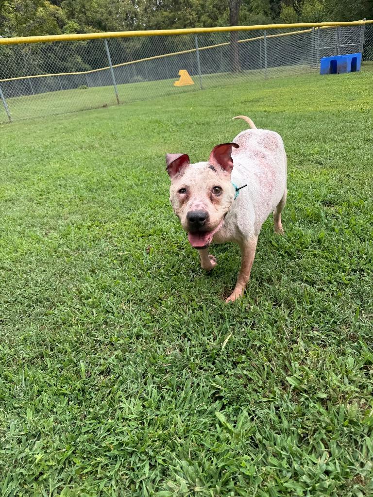 Enlarge Twinkle, a Adoptable mixed breed in Mineral, VA image 2/4