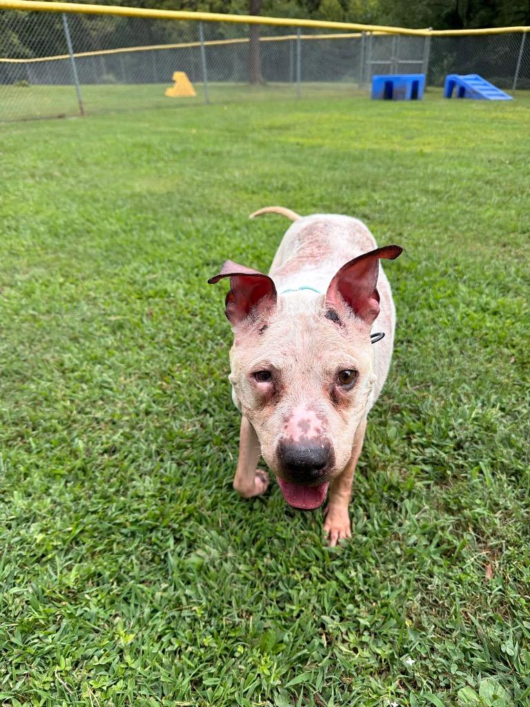 Enlarge Twinkle, a Adoptable mixed breed in Mineral, VA image 3/4